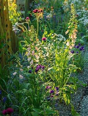 David Harber explains the Show Garden