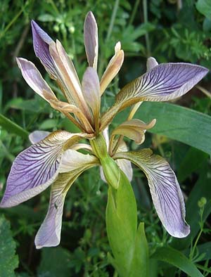 Plant lists and collaborators