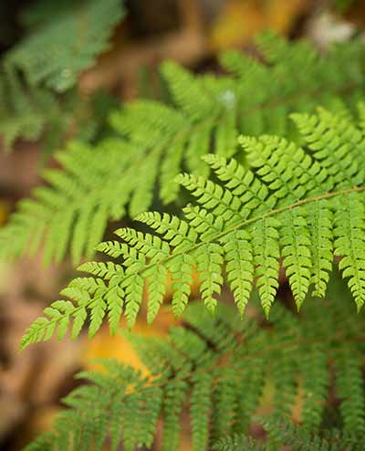 Polystichum Setiferum