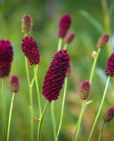 Sanguisorba officinalis Red Thunder