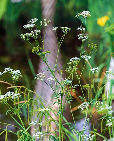 white wild flower