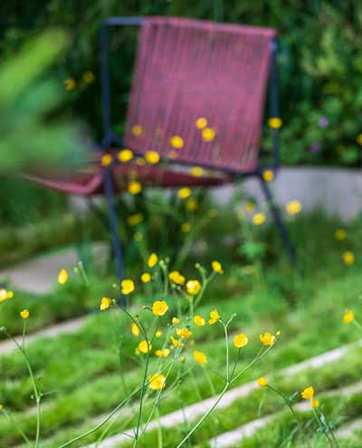 yellow wild flower