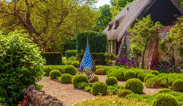 Teardrop Mantle standing out in a formal English country garden in summer