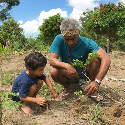 Growing Pernambuco trees